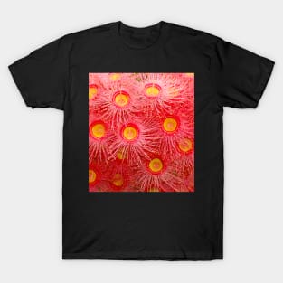 Red Flowering Gum Tree (Eucalyptus phytocarpa) T-Shirt